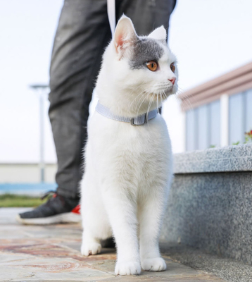 Adjustable Reflective Breathable Cat Harness Belt For Small Medium Large Kitten