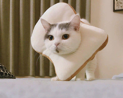 23cm 26cm Opp Bag Packing Anti Lick Collar Cats