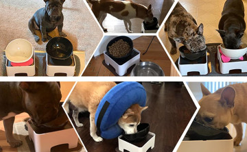 CeramicsTilted Single Food Feeding Bowl for French Bulldogs/Cats