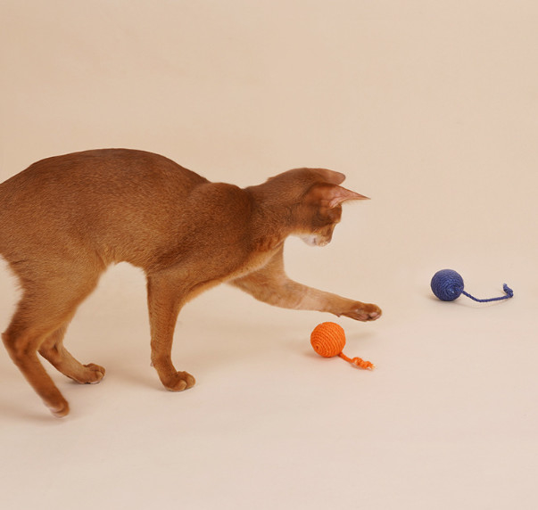 pequeñas bolas del gato