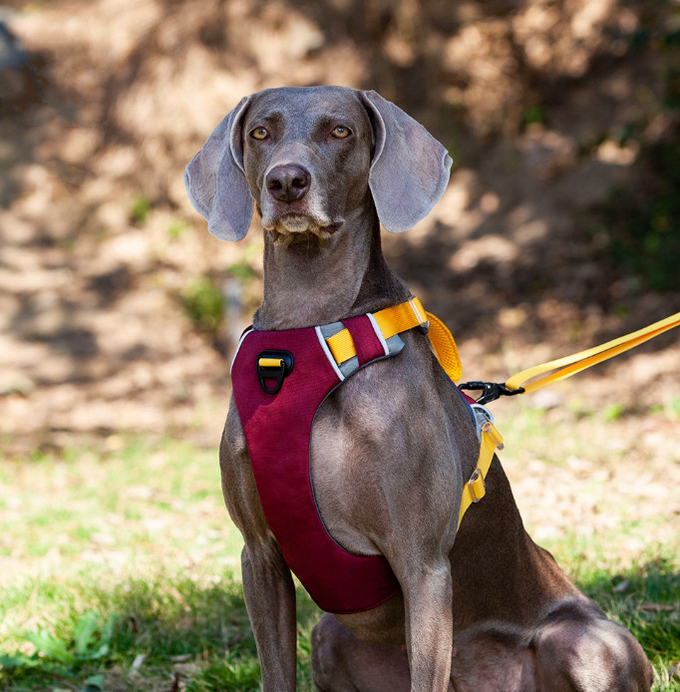 el mejor mastica el arnés del perro de la prueba