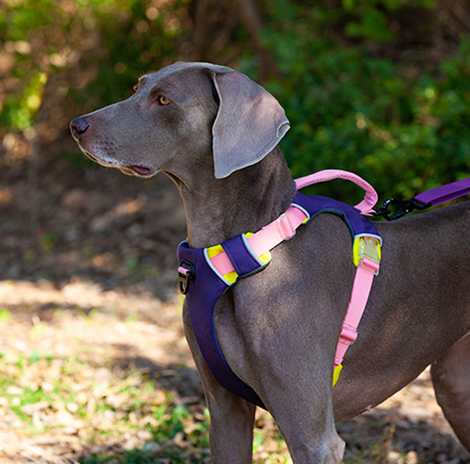 el mejor mastica el arnés del perro de la prueba