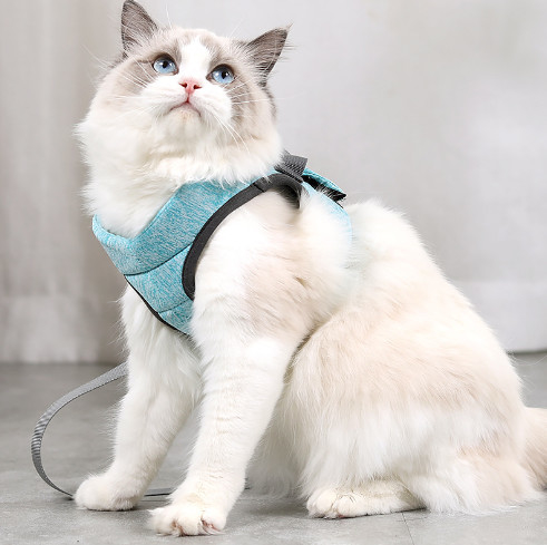 pequeños arnés y ventaja del gato