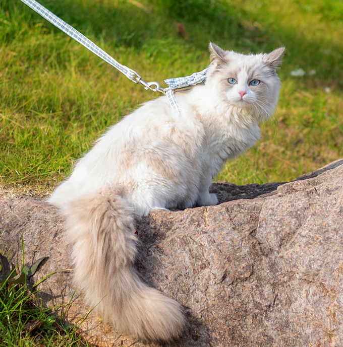 ventaja del gato para el jardín