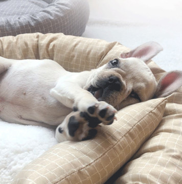 cama cómoda del gato