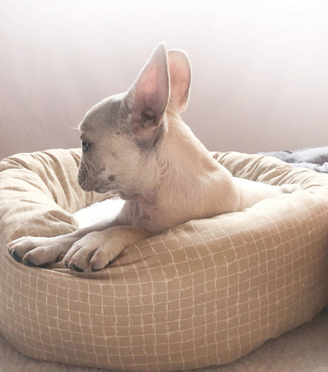 cama cómoda del gato