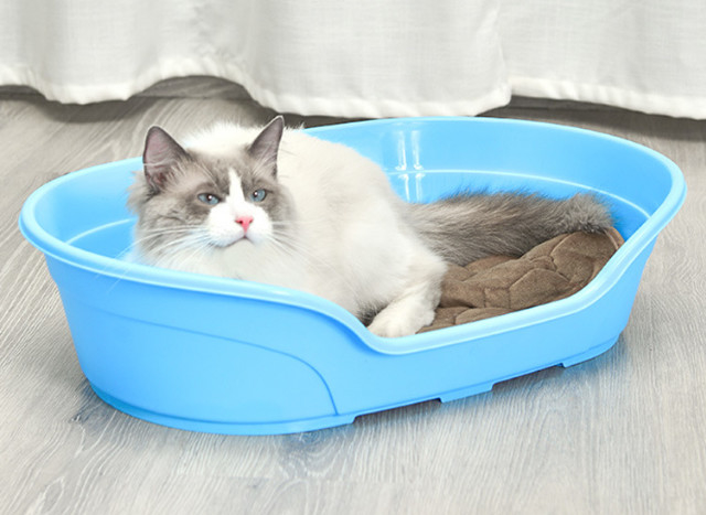 cama plástica del gato
