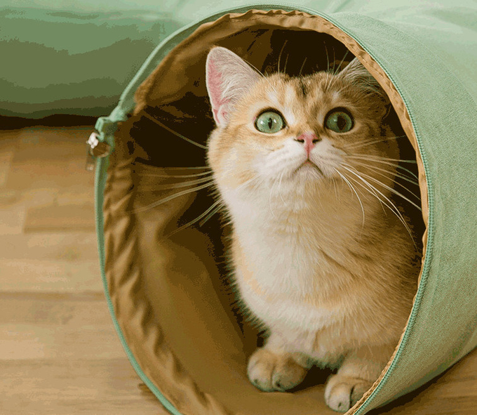 marco de la cama del túnel del gato
