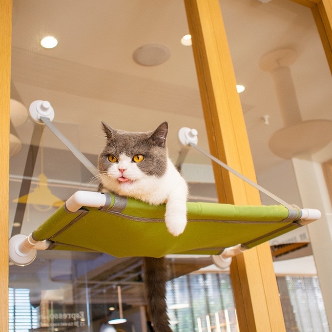 pequeña perca de la ventana del gato